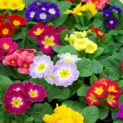 Vente de primevères