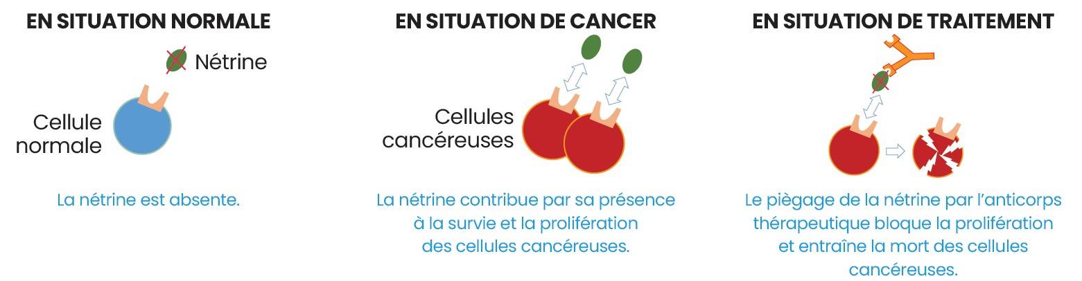 cancer nétrine