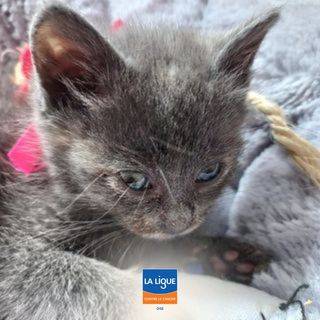 Octobre Rose, un chaton adoptée par la Ligue