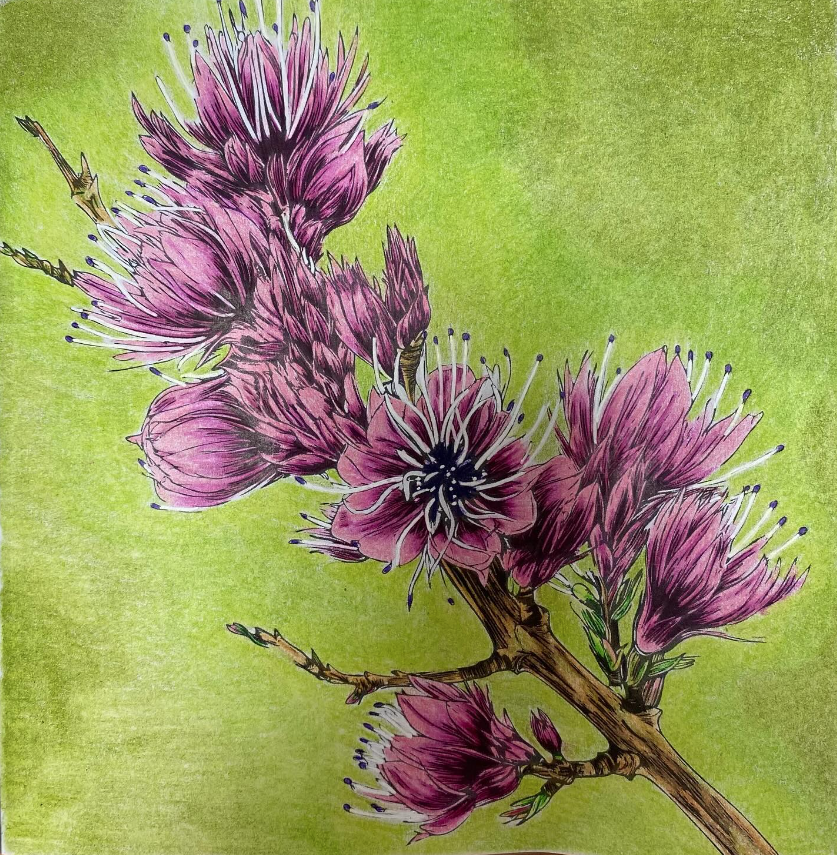 Coloriage-fleurs