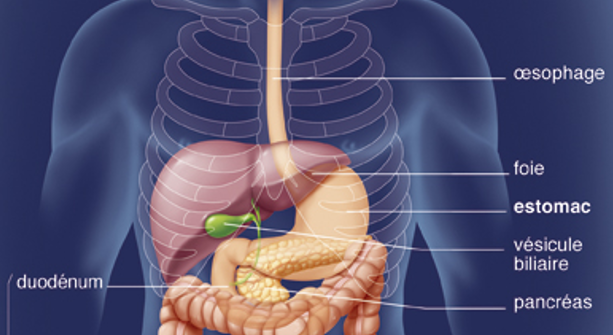 Cancer de l'estomac | Ligue contre le cancer