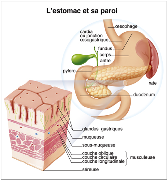 estomac