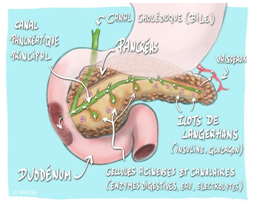 pancréas