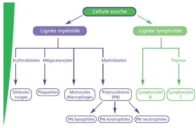 Leucémie | Ligue contre le cancer