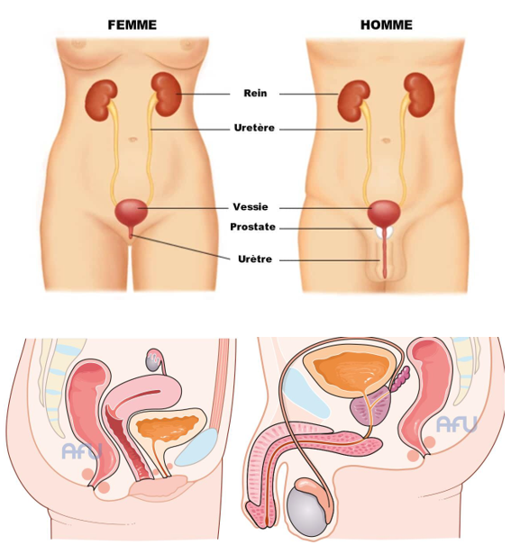 Cancer de la vessie | Ligue contre le cancer