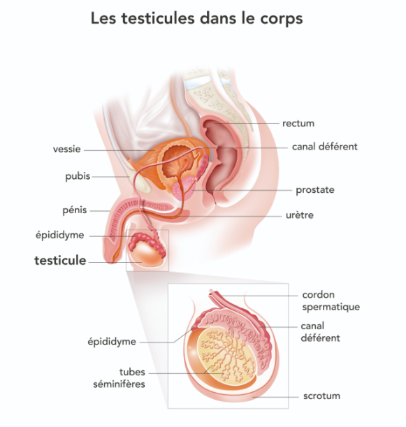 schéma testicules