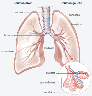 Cancer du poumon | Ligue contre le cancer