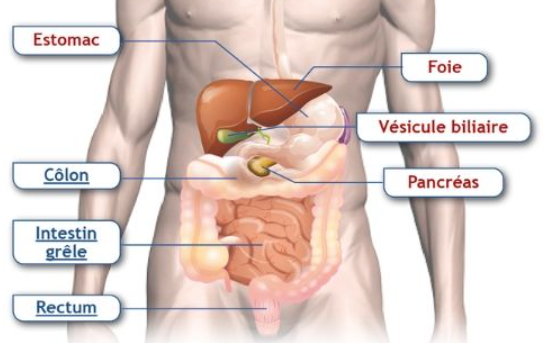 Cancer de l'intestin grêle | Ligue contre le cancer