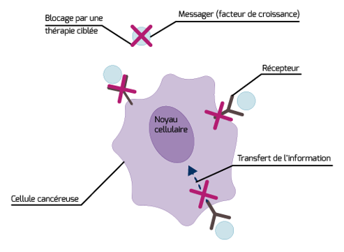 schéma thérapie ciblée