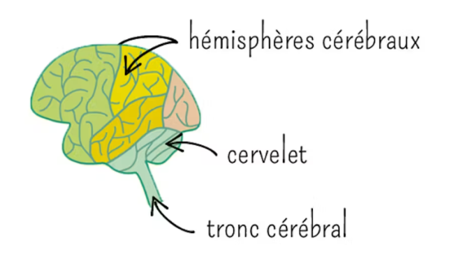 Cancer du cerveau | Ligue contre le cancer